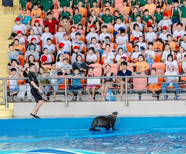 Hải cẩu và huấn luyện viên trên sân khấu show Da Nang Dolphinarium
