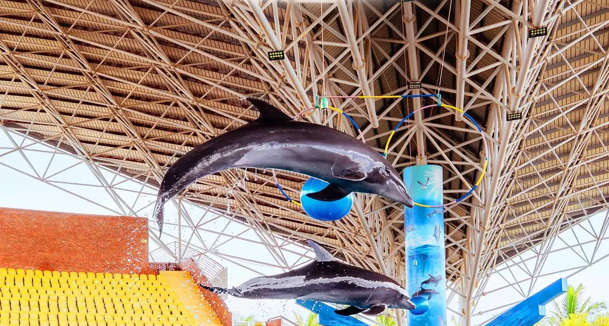 Cá heo và hải cẩu nhảy qua vòng trong show Vũ Điệu Đại Dương — Da Nang Dolphinarium