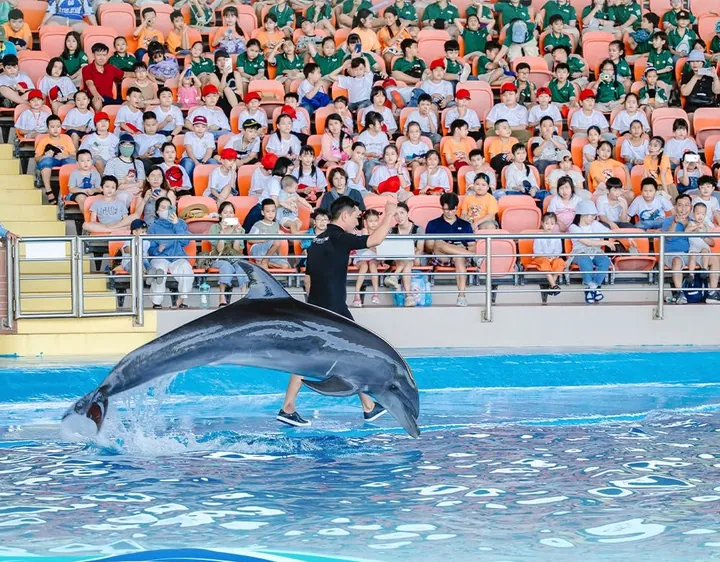 Cá heo nhảy đồng loạt trước khán đài — Vé tham quan trọn ngày